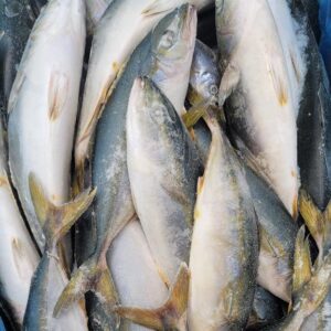 Yellowtail<br>(Whole Round)
