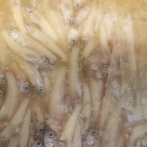 Glass Minnows