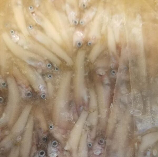 Glass Minnows