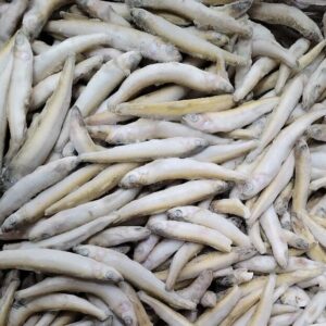 Lake Smelt