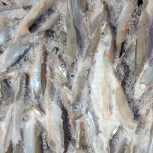 Newfoundland Capelin
