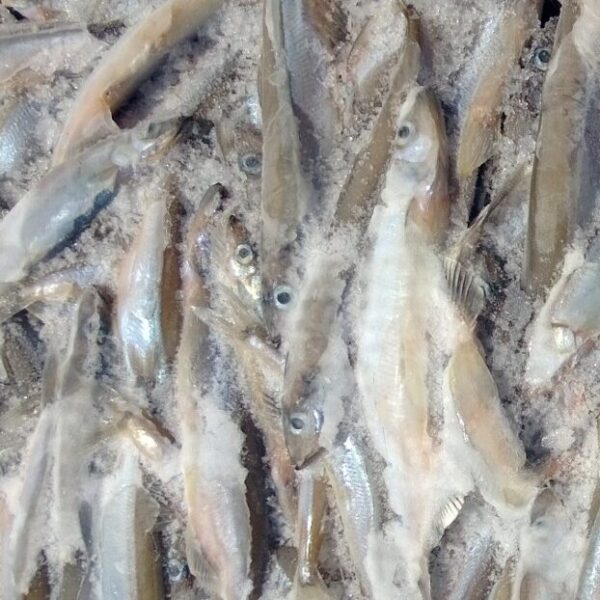 Newfoundland Capelin