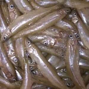 Night Smelts