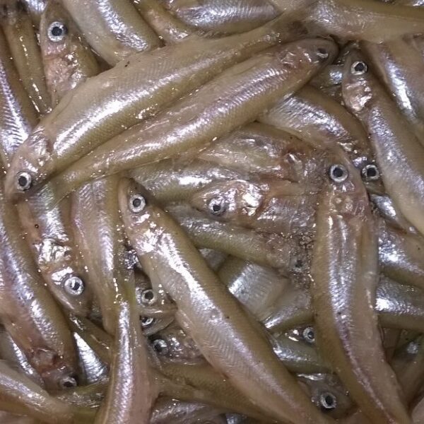 Night Smelts