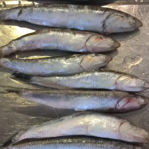 Northern Anchovy