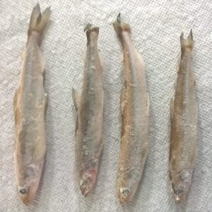 Ocean Smelt<br>(Peru)
