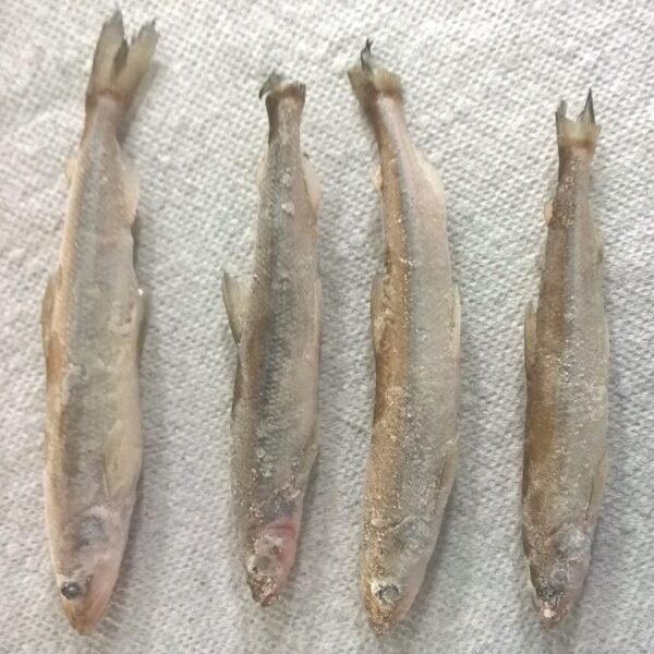 Ocean Smelt<br>(Peru)