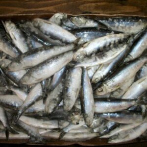 Pacific Herring