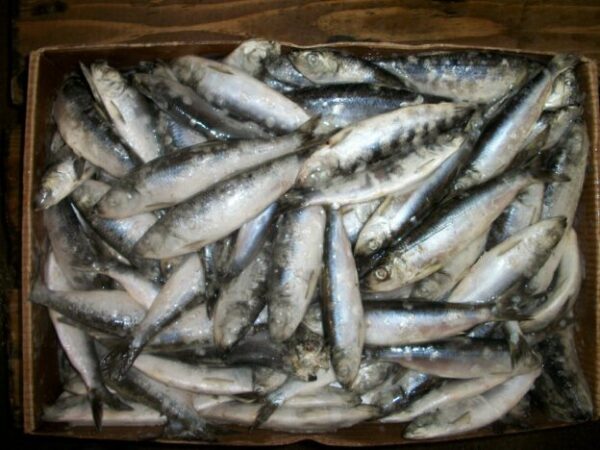 Pacific Herring