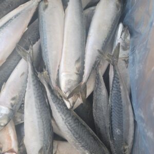 Pacific Mackerel