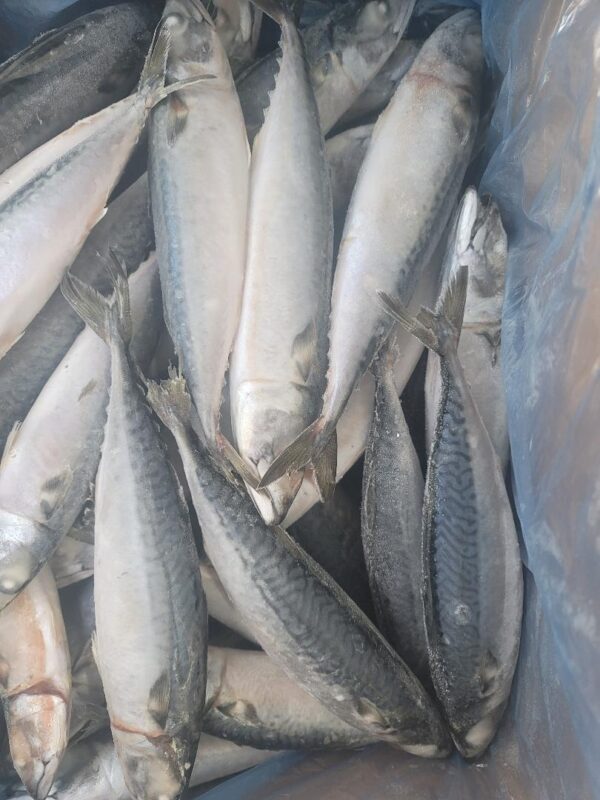 Pacific Mackerel