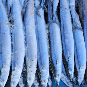 Pacific Saury