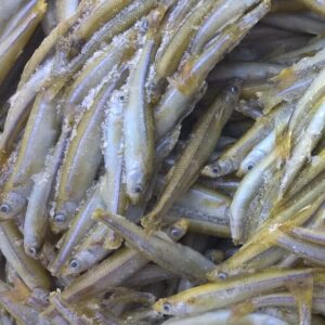 Atlantic Silversides