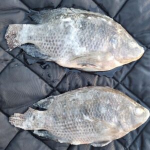 Tilapia<br>(Whole Round, G&S)