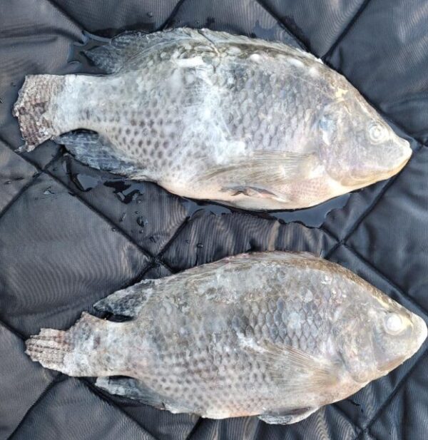 Tilapia<br>(Whole Round, G&S)