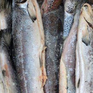 Frozen W/R Atl Salmon