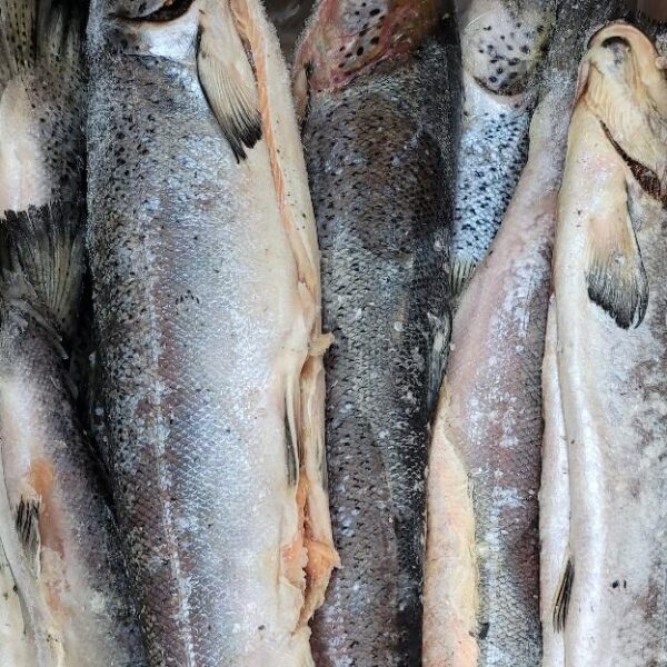 Frozen W/R Atl Salmon