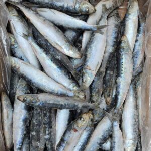 Pacific Sardines