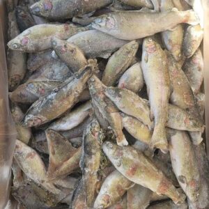 Idaho Whole Trout<br>(2-6" & 6-10")